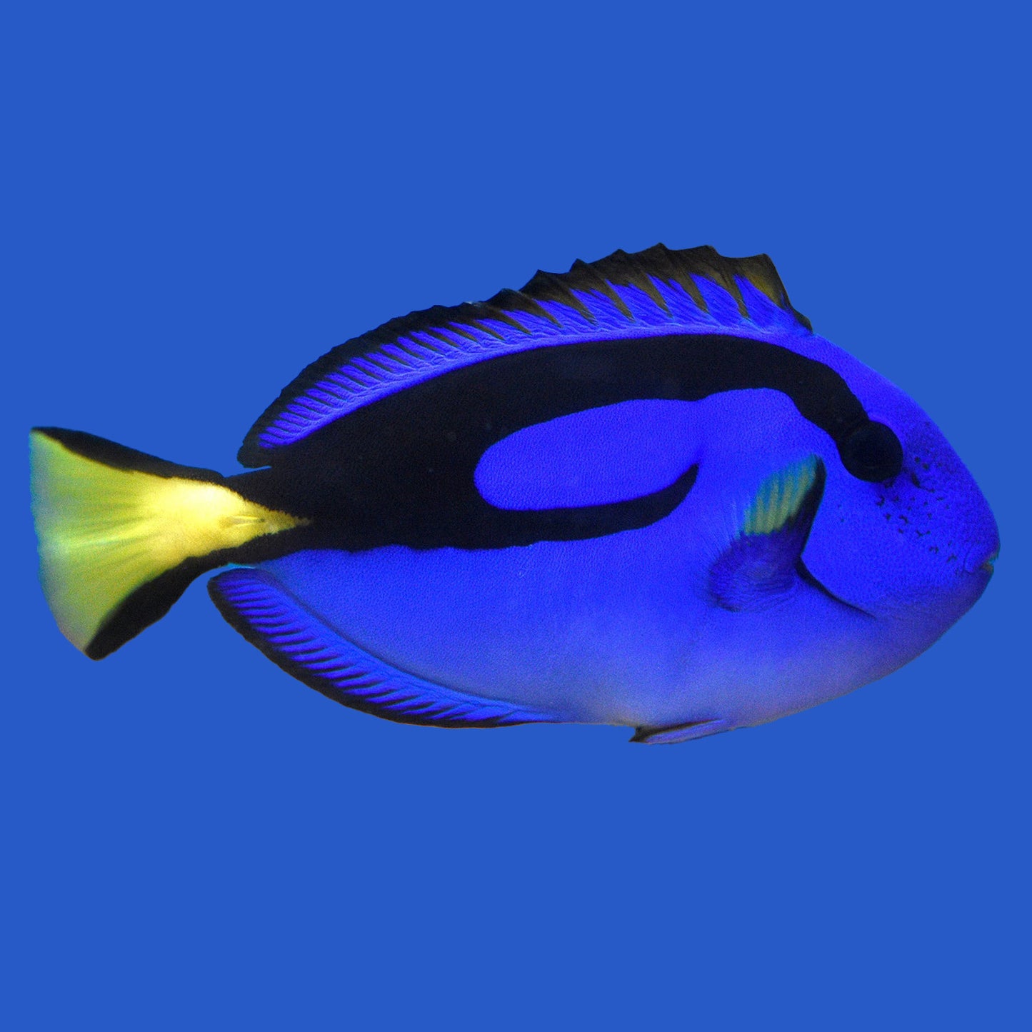 Blue Tang