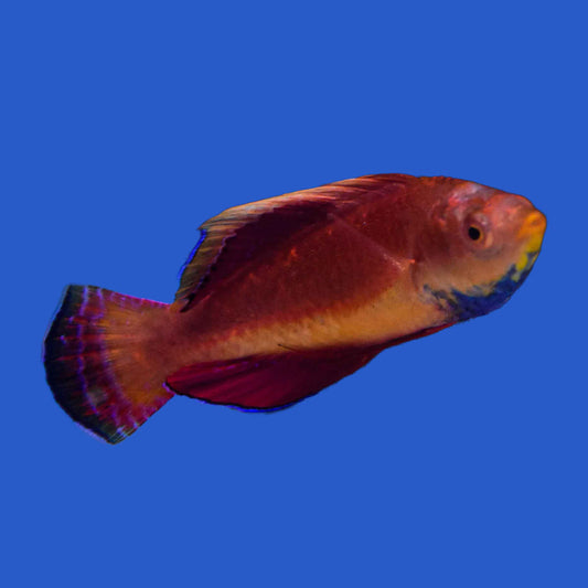 Blue Throat Sailfin Fairy Wrasse