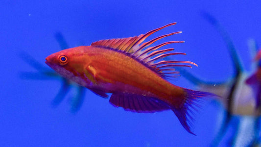 Carpenters Flasher Wrasse