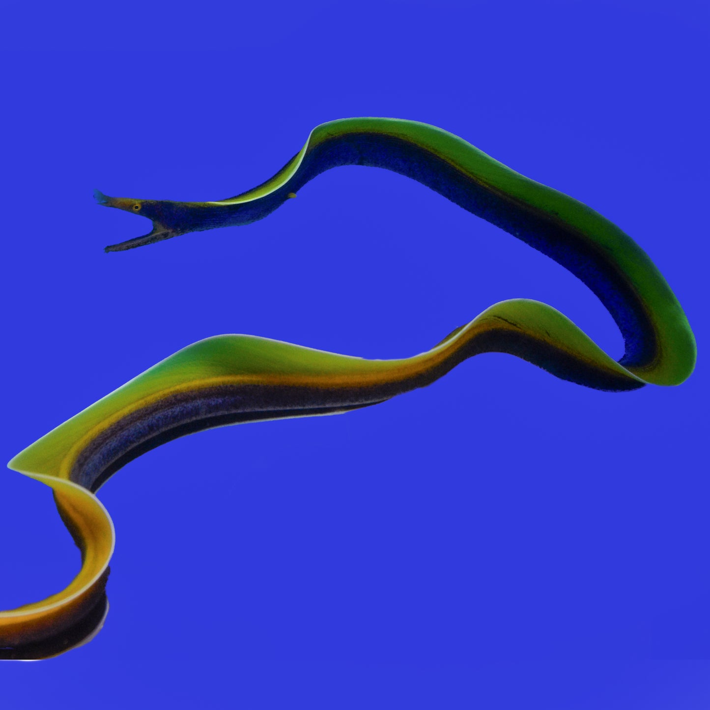 Ribbon Eel