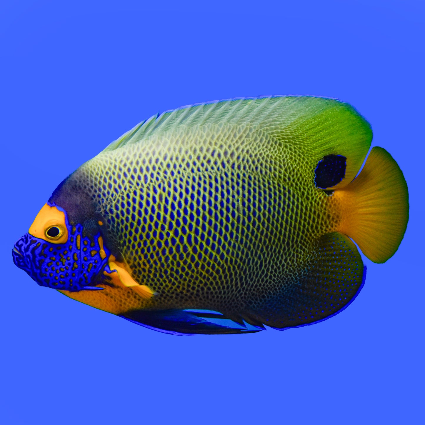 Blue Face Angelfish