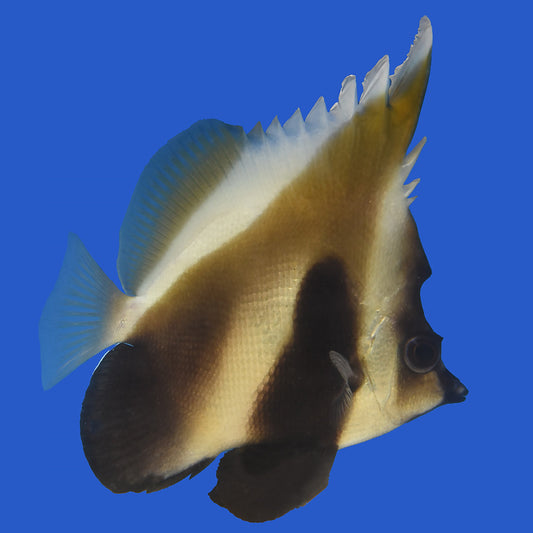 Brown Bannerfish