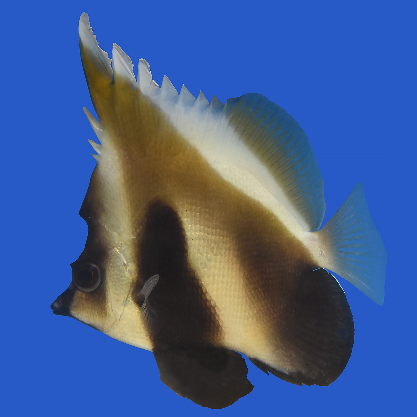 Brown Bannerfish