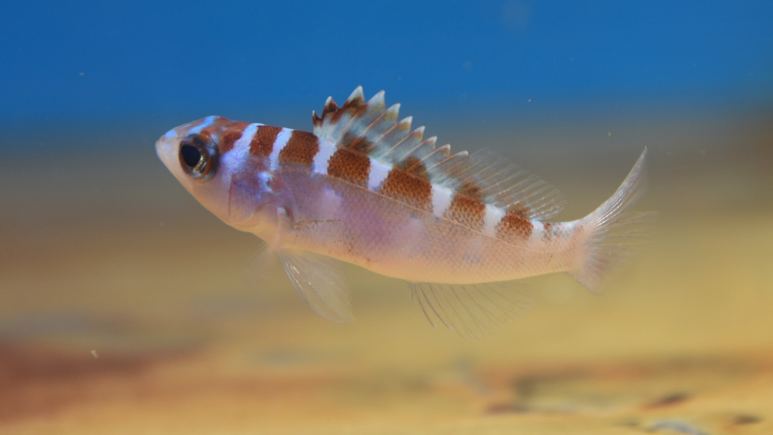 Basslets – Aquatic Collection Aquarium