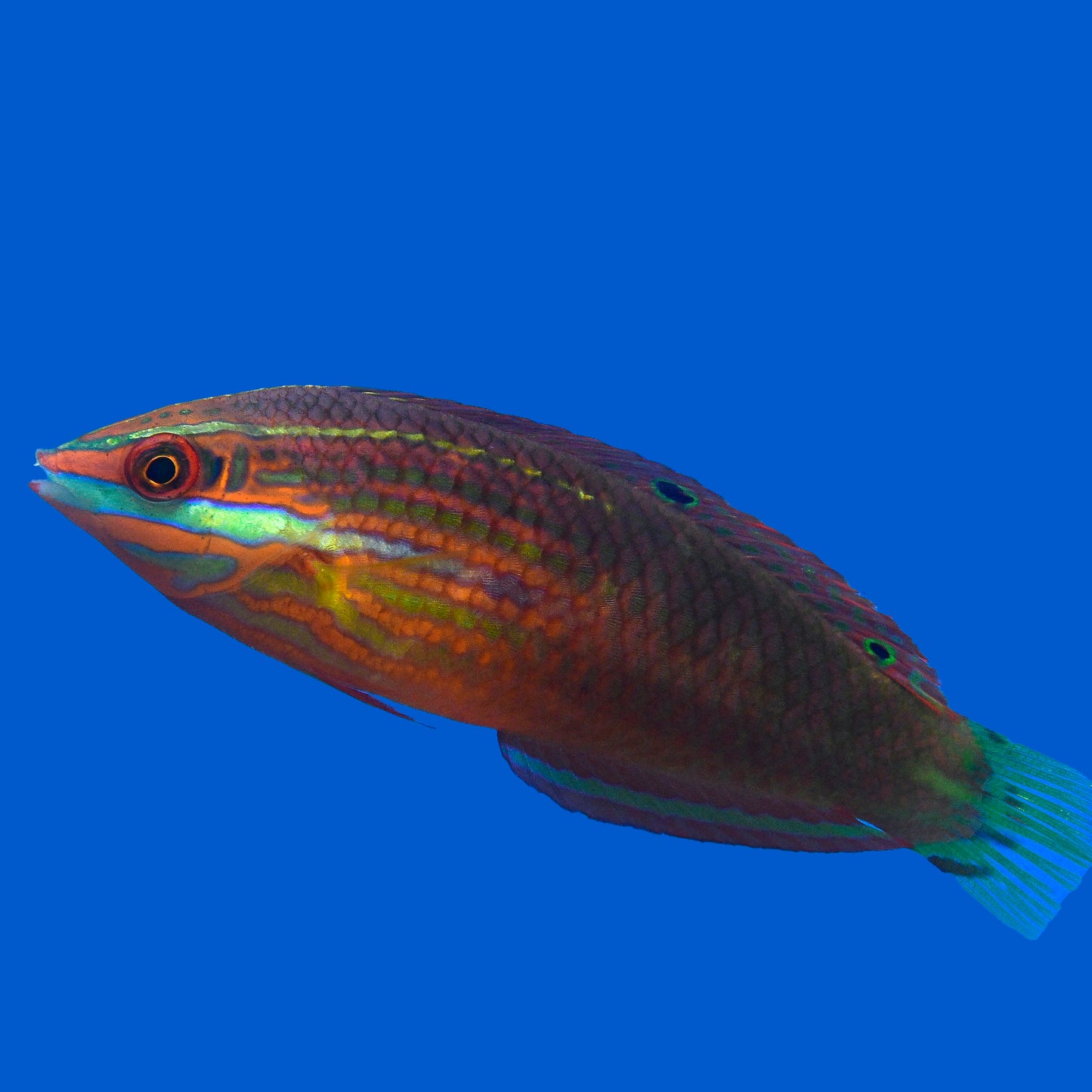 Christmas Wrasse