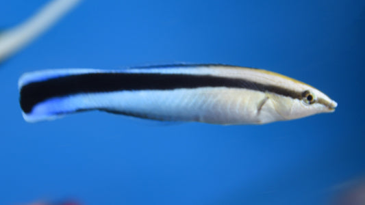 Cleaner Wrasse