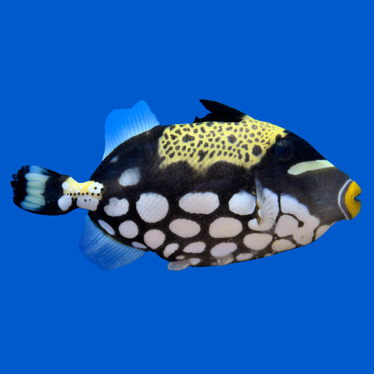 Clown Triggerfish