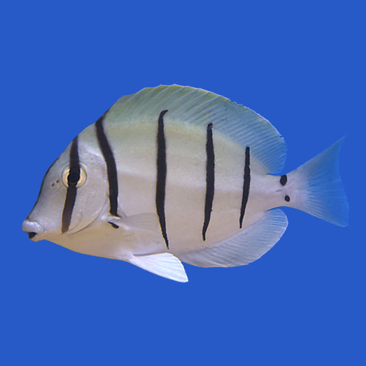 Convict Tang