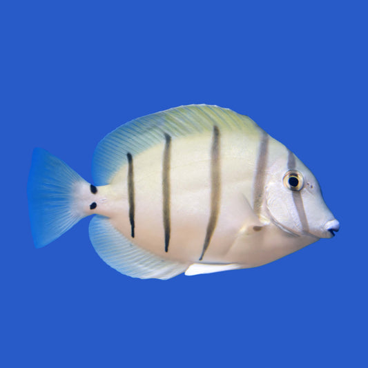 Convict Tang WYSIWYG