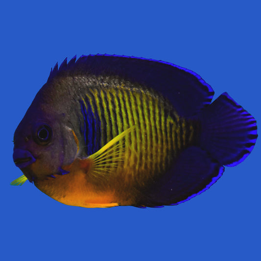 Coral Beauty Angelfish