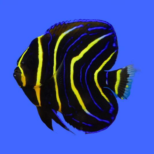 Cortez Angelfish