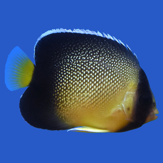 Cream Angelfish