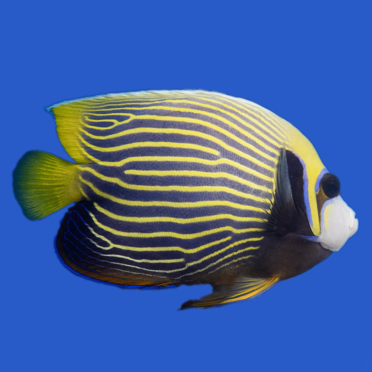 Emperor Angelfish WYSIWYG