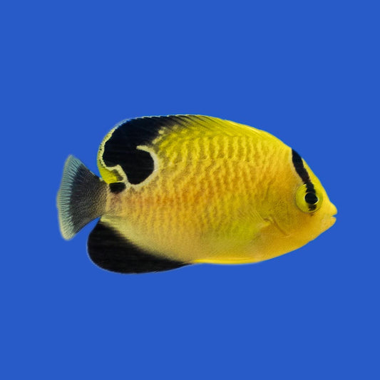 Goldflake Angelfish WYSIWYG