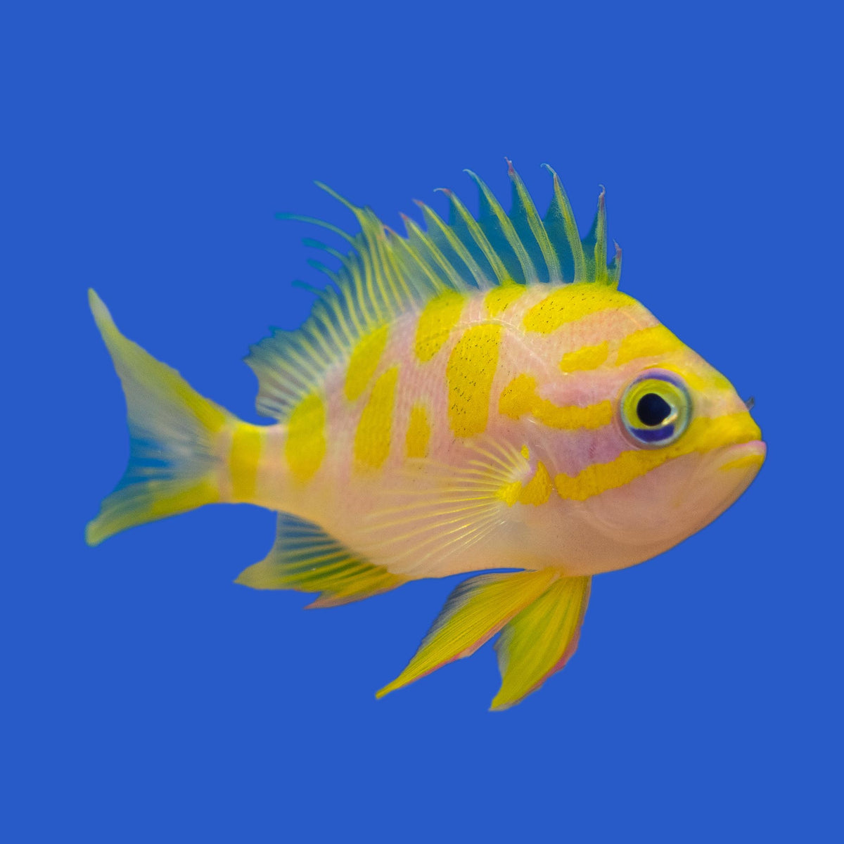 Blotchy Anthias WYSIWYG