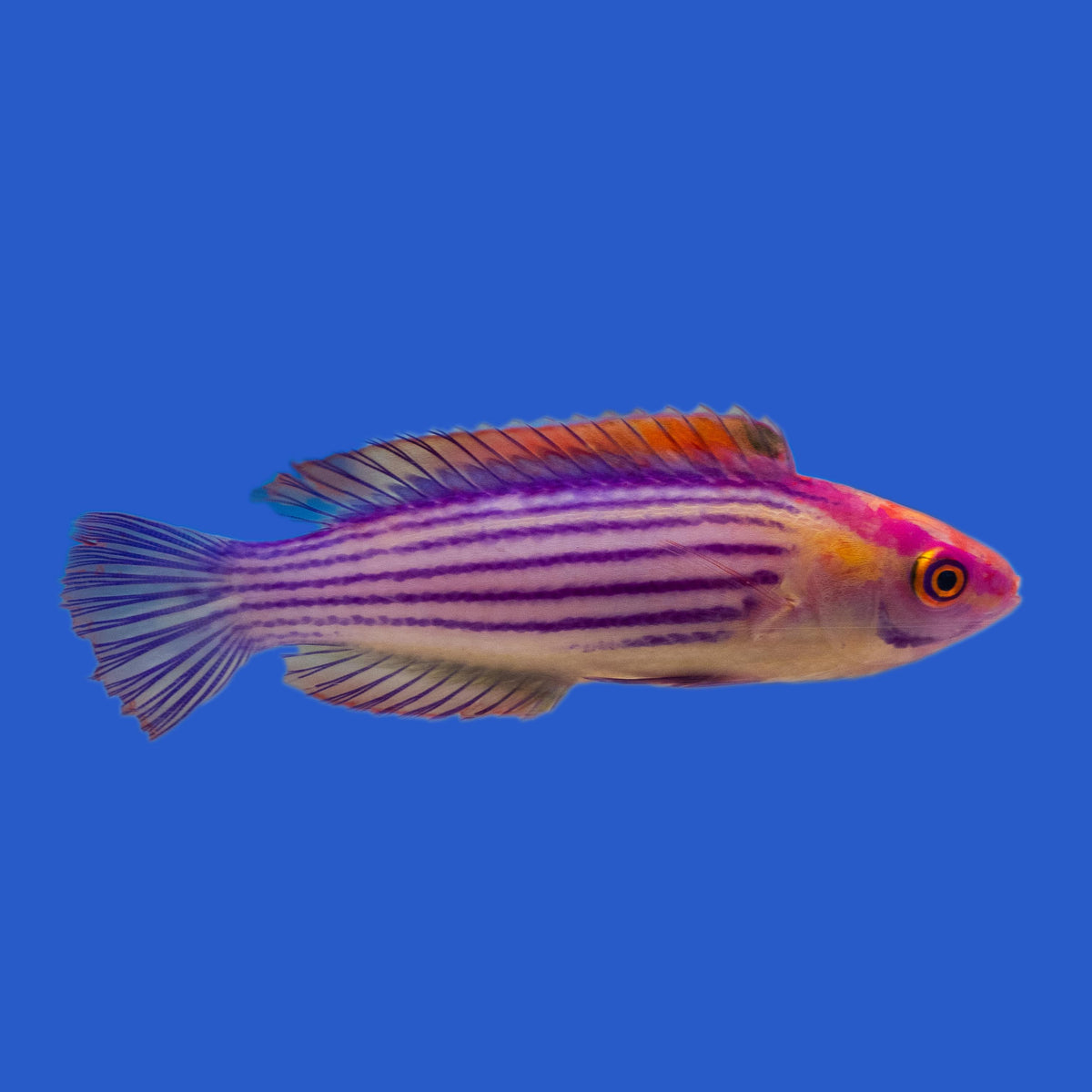 Earle's Wrasse WYSIWYG