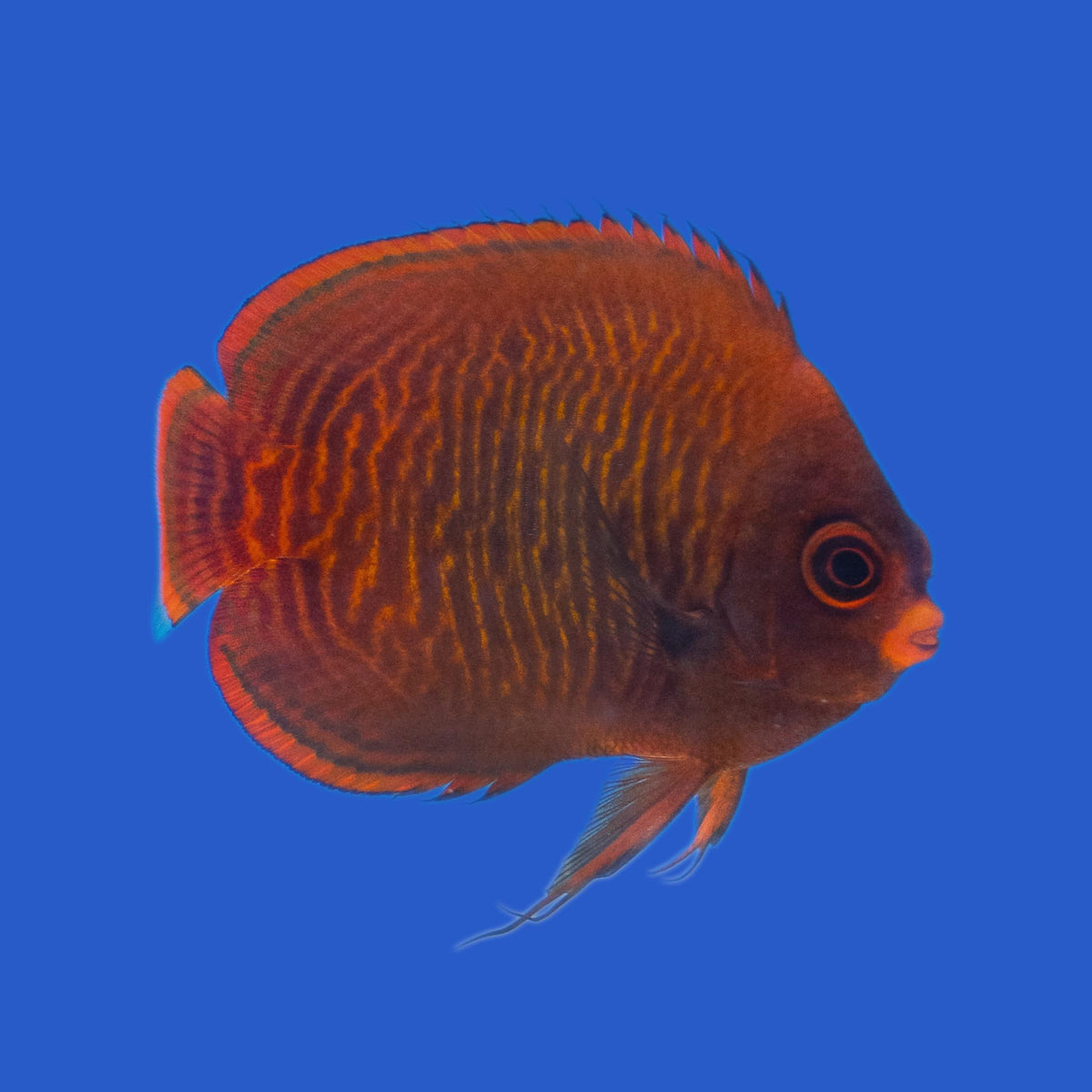 Golden Dwarf Angelfish WYSIWYG