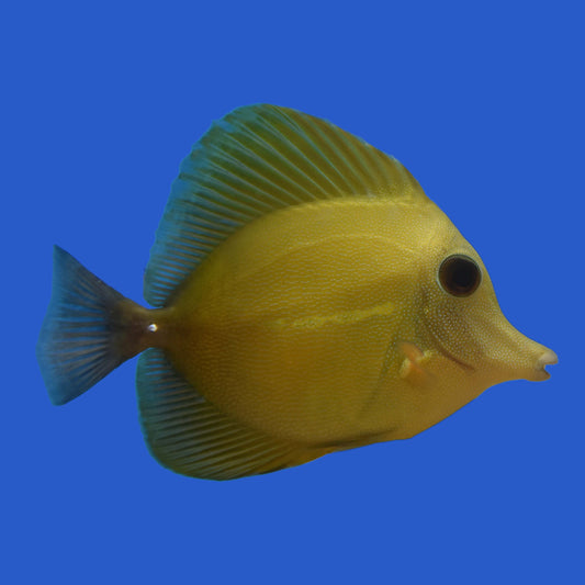 Yellow Scopas Hybrid Tang WYSIWYG