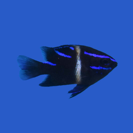 Blue Velvet Damselfish