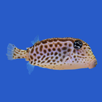 Reticulate Boxfish WYSIWYG