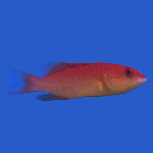 Louti Grouper