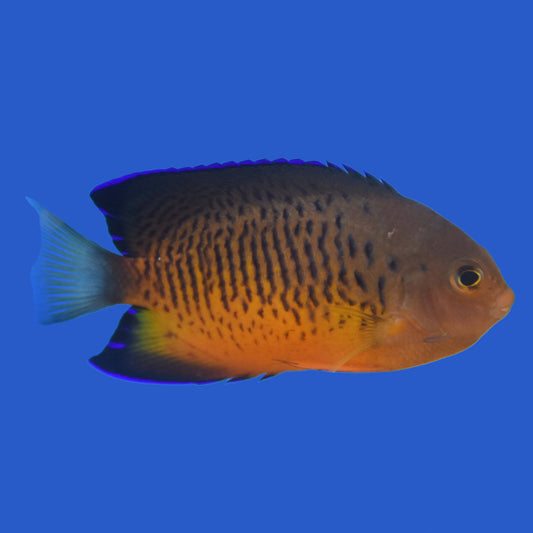 Shepard's Angelfish (Pair) WYSIWYG