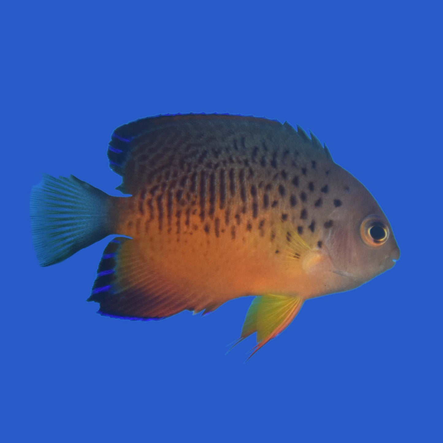 Shepard's Angelfish (Pair) WYSIWYG
