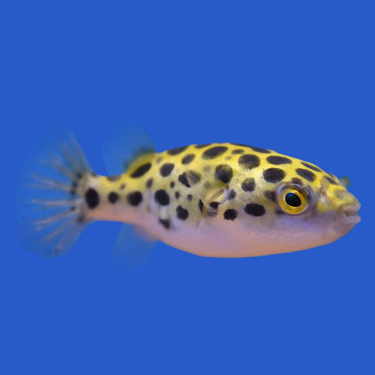 Green Spotted Pufferfish