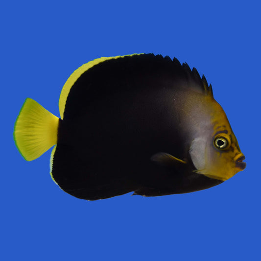 Phantom Angelfish