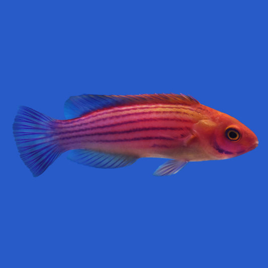 Earle's Wrasse WYSIWYG