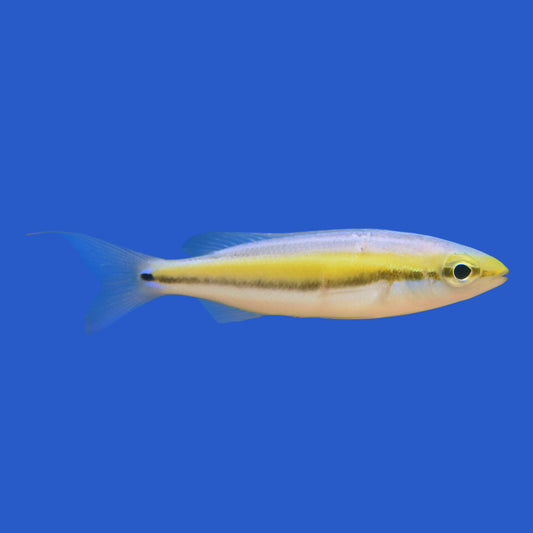 Sea Bream