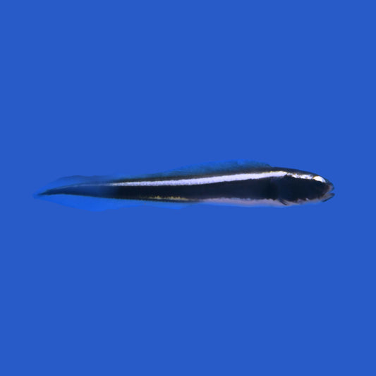 Engineer Goby
