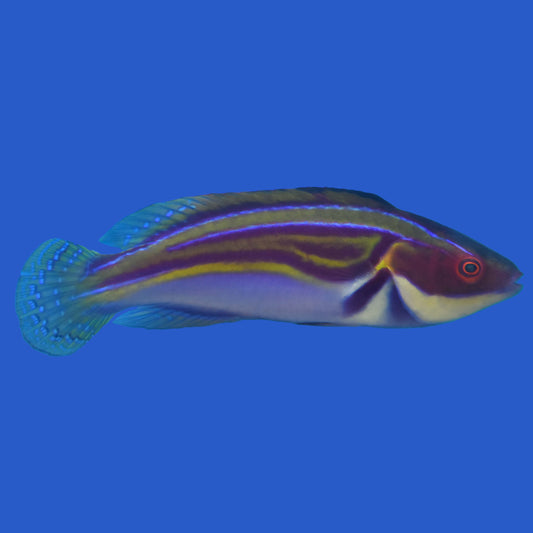 Labouts Wrasse WYSIWYG