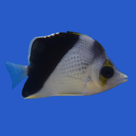 Tinker Butterflyfish WYSIWYG