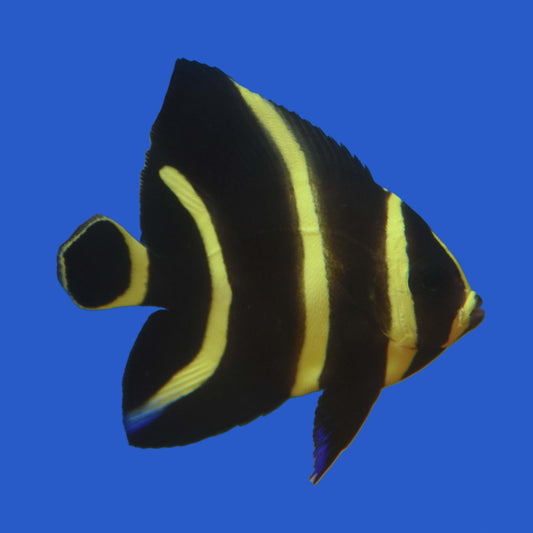 French Angelfish (Juvenile) WYSIWYG