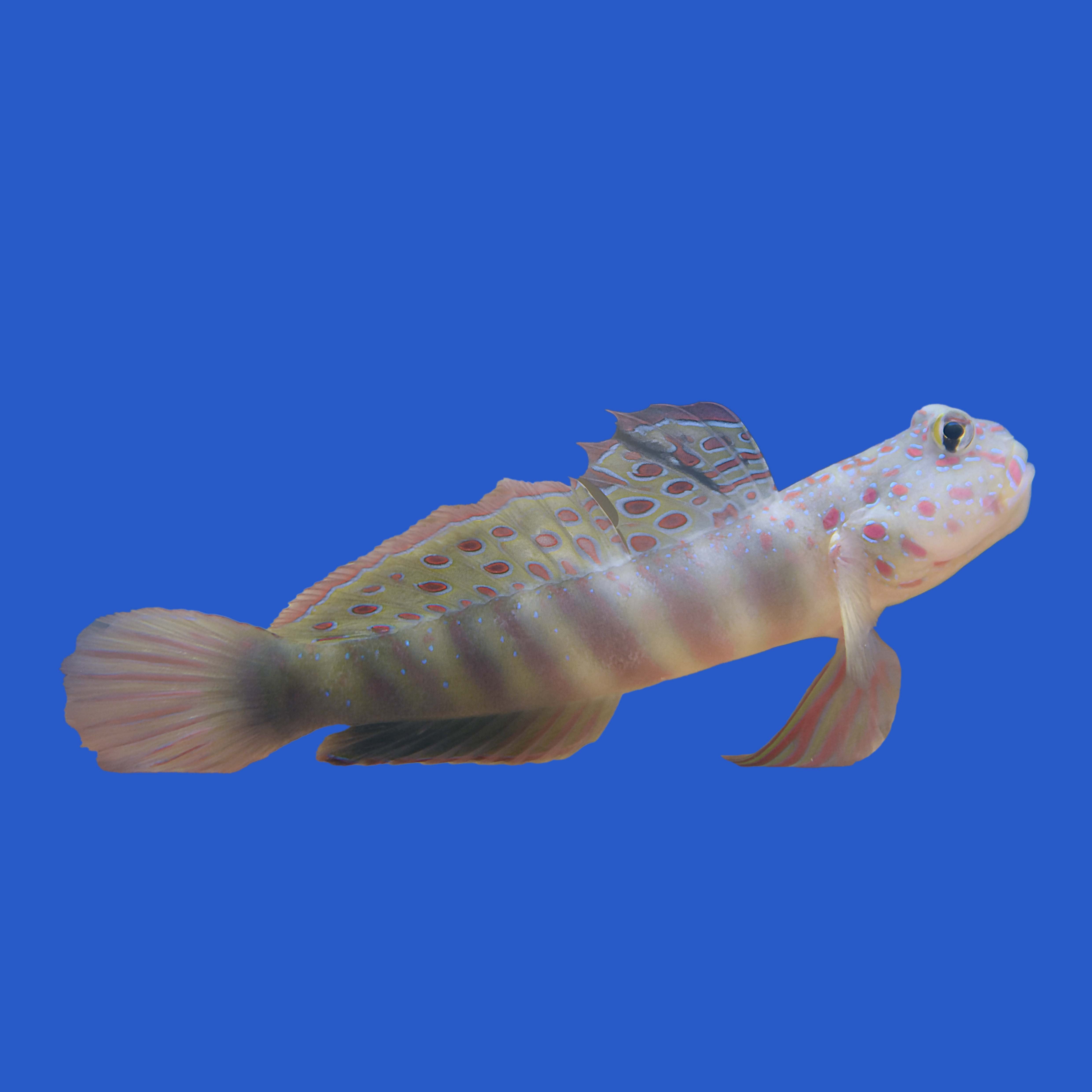 Pink Spotted Watchman Goby – Aquatic Collection Aquarium