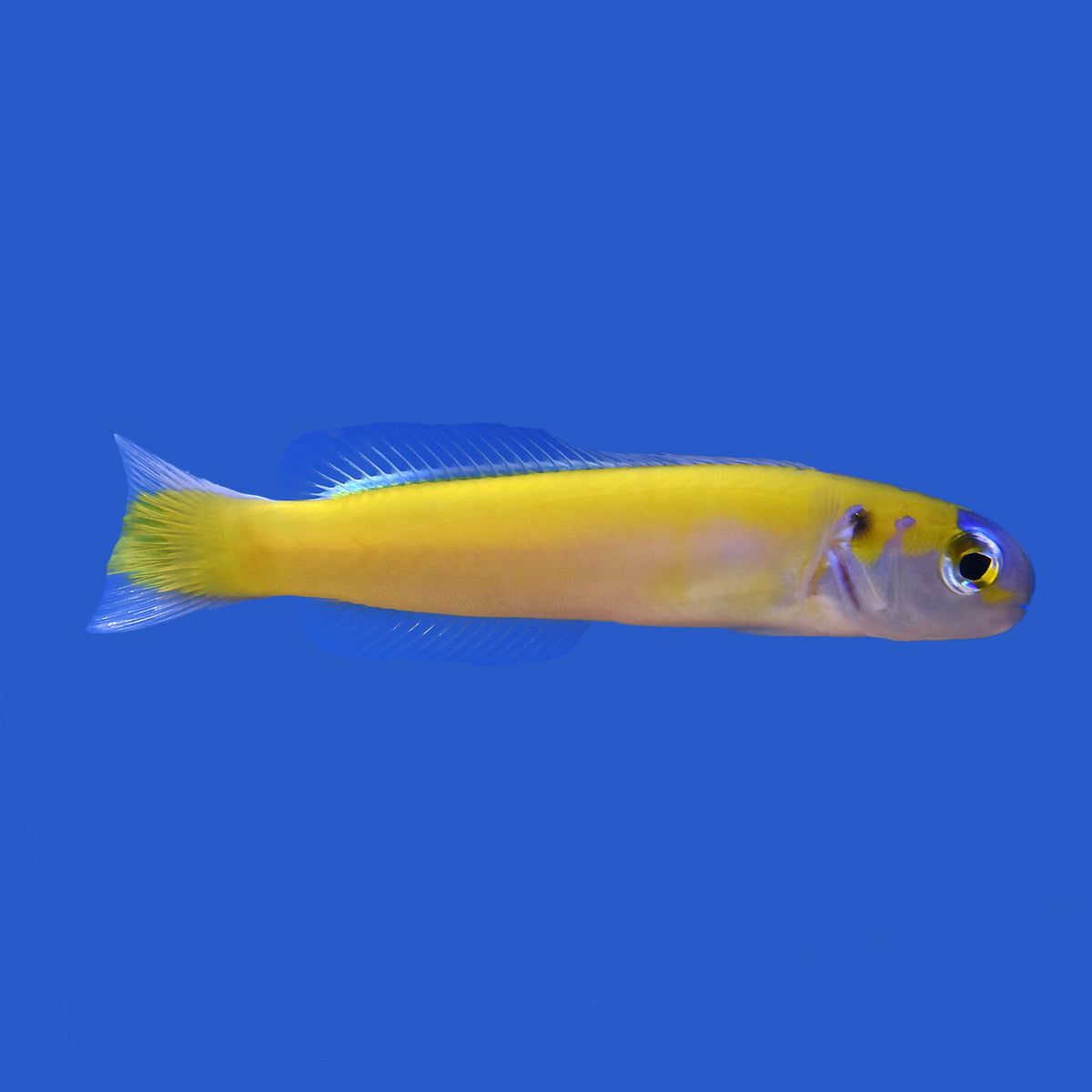Yellow Tilefish – Aquatic Collection Aquarium
