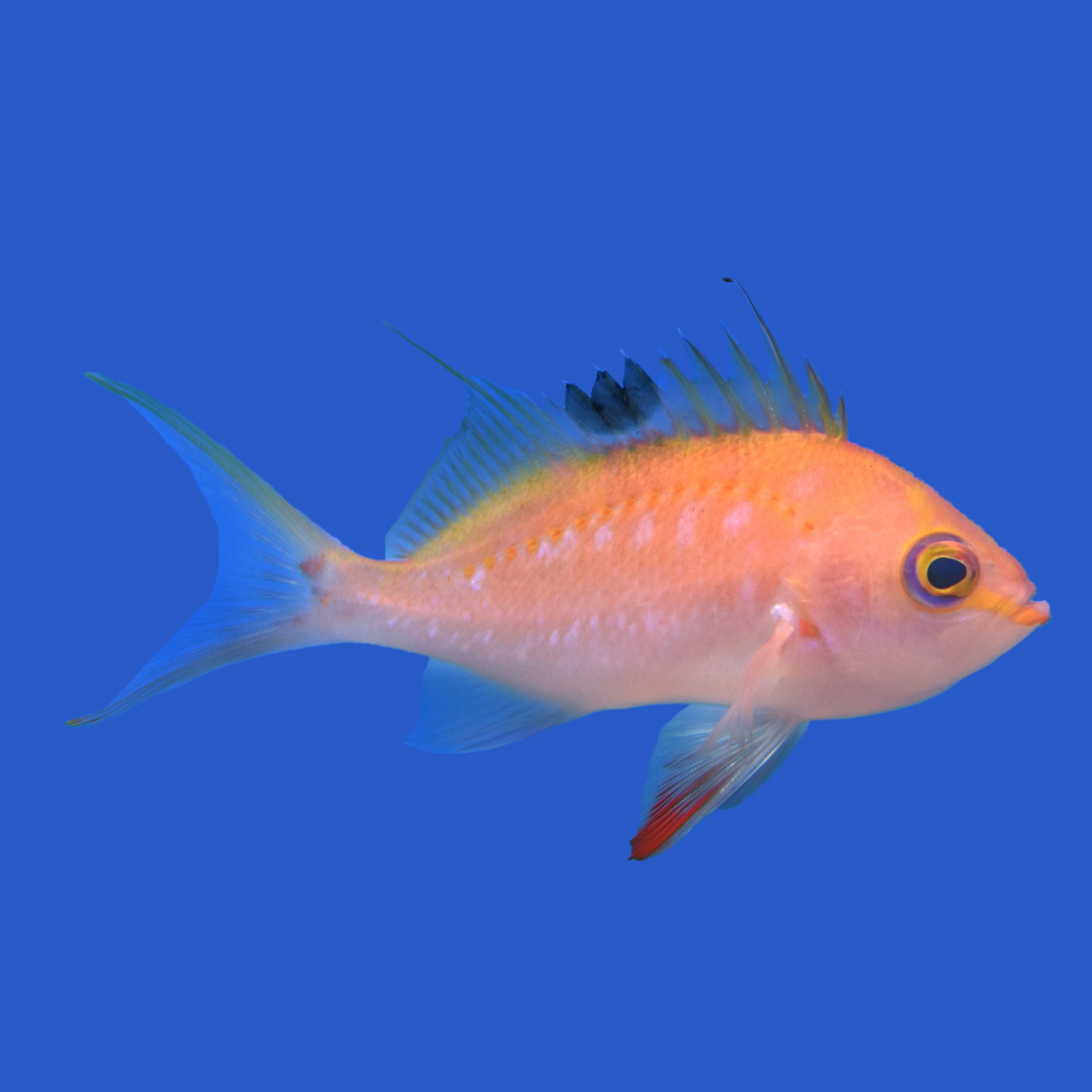 Sakura Anthias – Aquatic Collection Aquarium