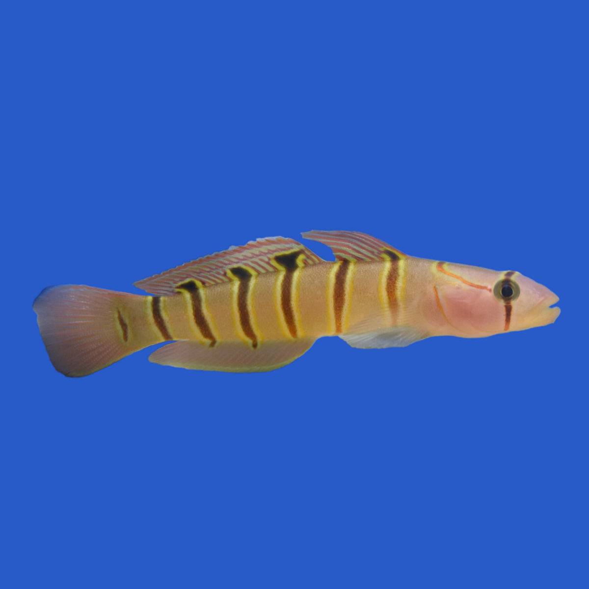 Japanese Elapoides Goby WYSIWYG – Aquatic Collection Aquarium