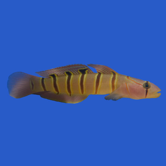 Japanese Elapoides Goby WYSIWYG
