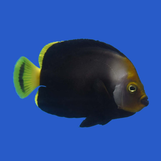 Phantom Angelfish WYSIWYG