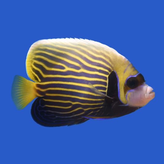 Emperor Angelfish WYSIWYG