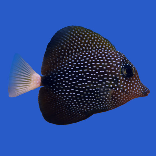 Gem Tang WYSIWYG