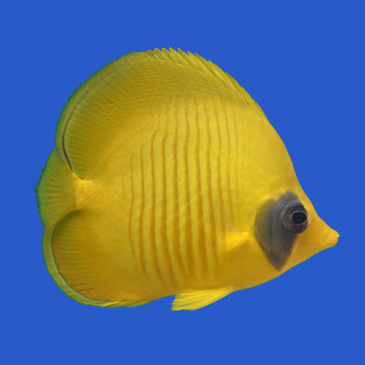 Golden Butterflyfish WYSIWYG