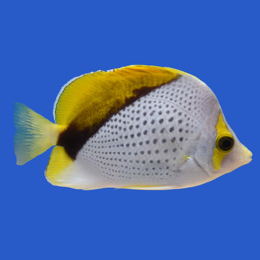 Declives Butterflyfish WYSIWYG