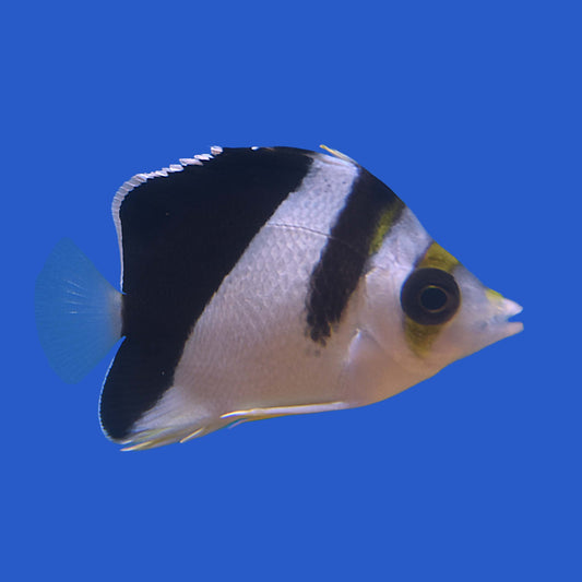 Burgess Hybrid Butterflyfish WYSIWYG