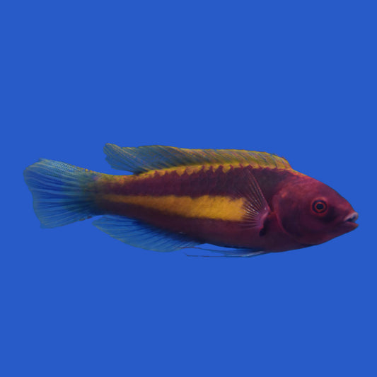 Velvet Wrasse WYSIWYG