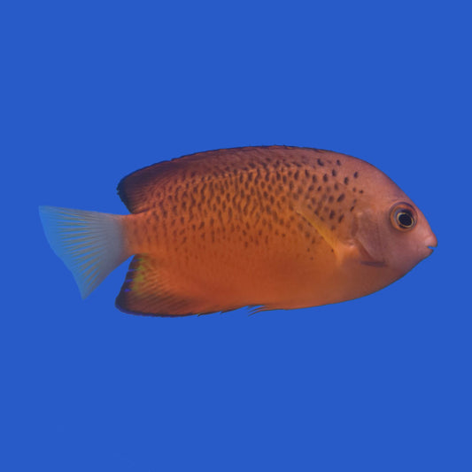 Rusty Hybrid Angelfish Pair WYSIWYG