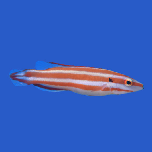 Neopercularis Hogfish WYSIWYG