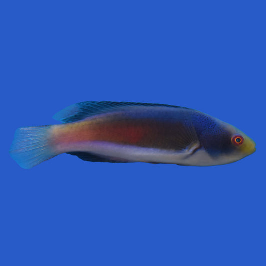 Scott's Fairy Wrasse WYSIWYG